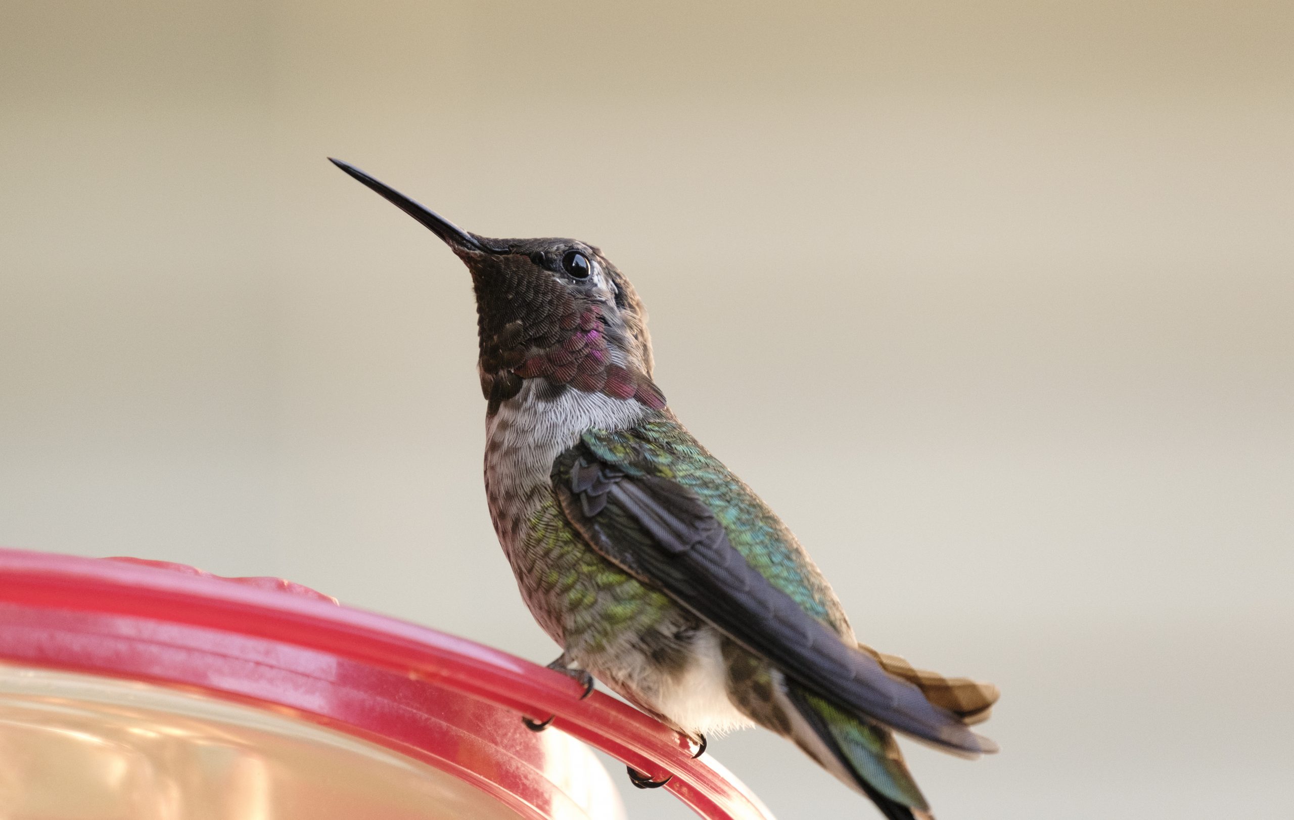 Hummingbird 22 August 2020 Oregon Copyright Steve J Davis