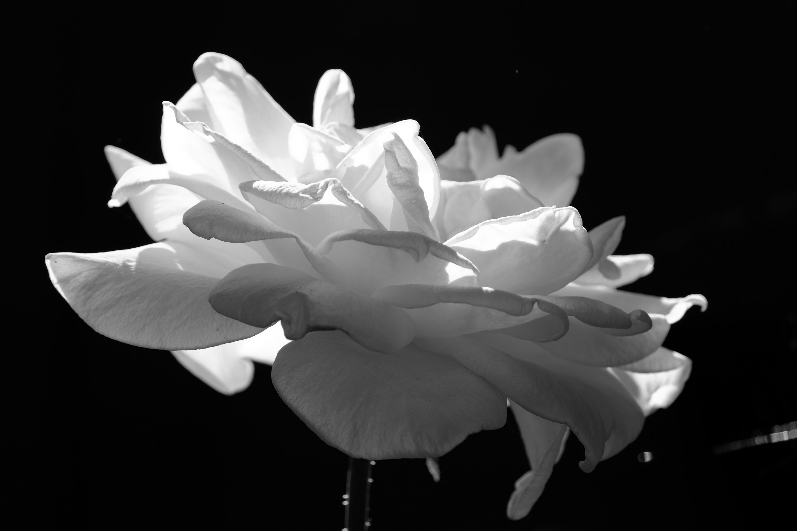 White Rose Oregon 18 August 2020 Black and White Copyright 2020 Steve J Davis